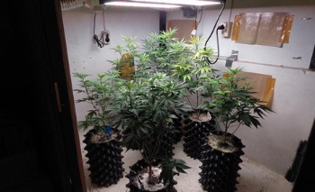 Warga Bandung Budidaya Ganja di Dalam Rumah Digerebek Polisi