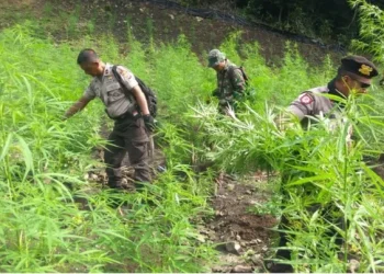 BNN Musnahkan Ladang Ganja Siap Panen di Aceh, Ribuan Batang Dimusnahkan