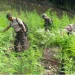 BNN Musnahkan Ladang Ganja Siap Panen di Aceh, Ribuan Batang Dimusnahkan