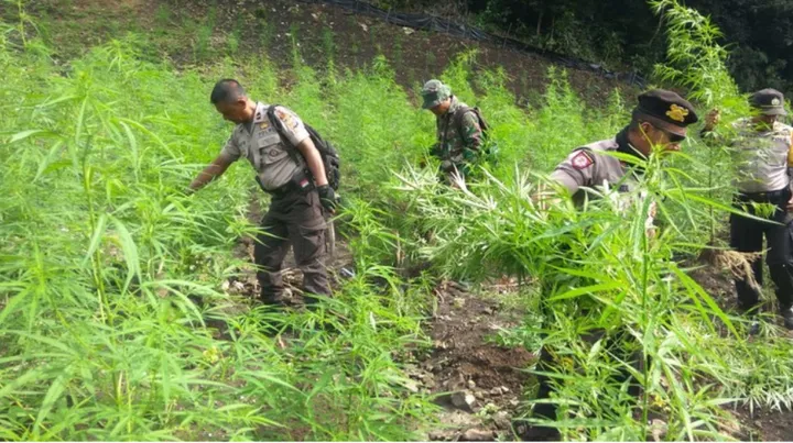 BNN Musnahkan Ladang Ganja Siap Panen di Aceh, Ribuan Batang Dimusnahkan