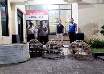 Polres Lamongan Bongkar Dua Arena Judi Sabung Ayam Sekaligus