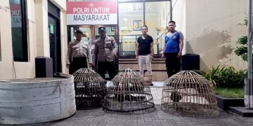 Polres Lamongan Bongkar Dua Arena Judi Sabung Ayam Sekaligus