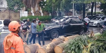 Tragedi Pohon Tumbang di Pondok Indah Renggut Nyawa Pengemudi Lexus, Pemda DKI Jakarta Didorong Evaluasi Total Perawatan Pohon Kota