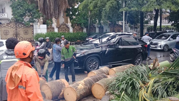 Tragedi Pohon Tumbang di Pondok Indah Renggut Nyawa Pengemudi Lexus, Pemda DKI Jakarta Didorong Evaluasi Total Perawatan Pohon Kota