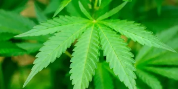 Penindakan Siber Narkoba: Polda Metro Ungkap Jaringan Ganja via Media Sosial di Jakarta Barat