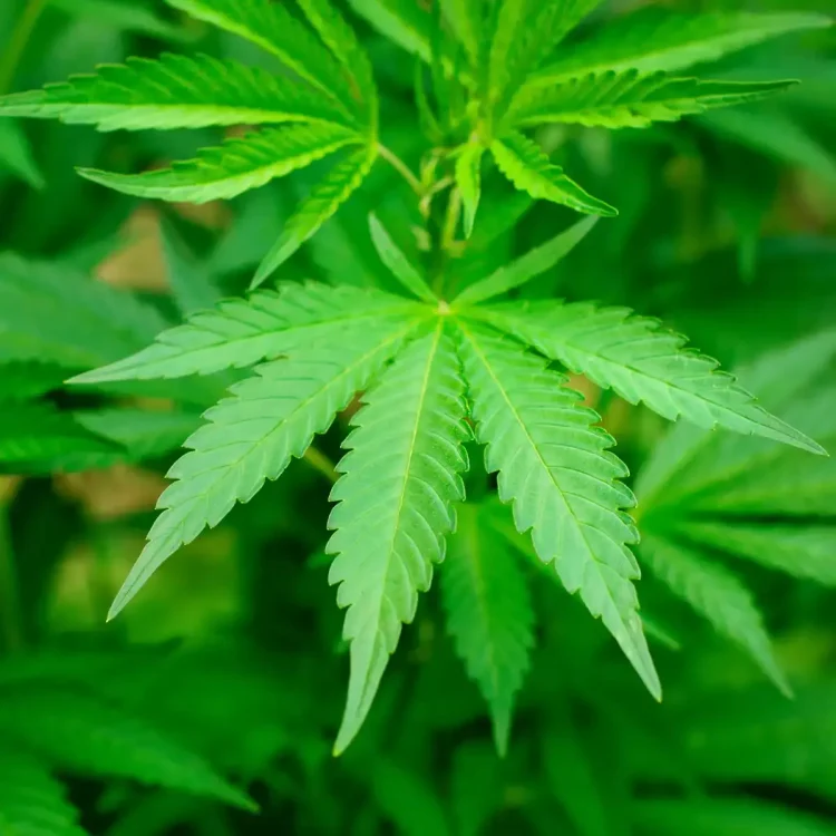 Penindakan Siber Narkoba: Polda Metro Ungkap Jaringan Ganja via Media Sosial di Jakarta Barat