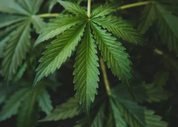 Indonesia Darurat Narkotika Baru, Pemerintah Perketat Hukum dan Pengawasan