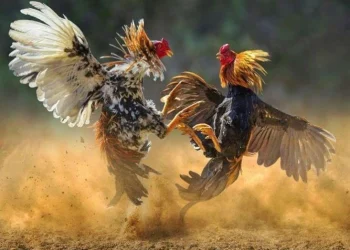 Polisi Grebek Lokasi Diduga Sabung Ayam di Nganjuk