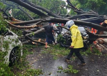 Tragedi Maut di Jalur Kebun Kopi Toboli: Pohon Raksasa Tumbang Timpa Mobil, Sopir Tewas di Tempat