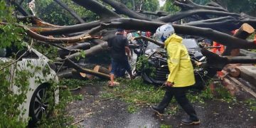 Tragedi Maut di Jalur Kebun Kopi Toboli: Pohon Raksasa Tumbang Timpa Mobil, Sopir Tewas di Tempat