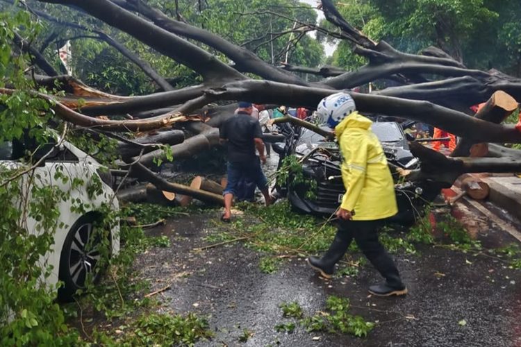 Tragedi Maut di Jalur Kebun Kopi Toboli: Pohon Raksasa Tumbang Timpa Mobil, Sopir Tewas di Tempat